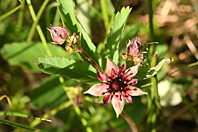 Comarum palustre Comarum palustre